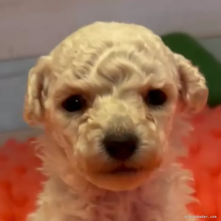 タイニープードル【佐賀県・女の子・2025年10月24日・ホワイト】の写真1