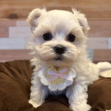 マルチーズ【佐賀県・女の子・2025年11月5日・ホワイト】の写真「コロコロ姉妹です」