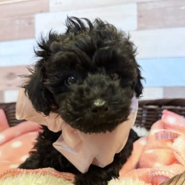 トイプードル(トイ)【佐賀県・女の子・2025年7月26日・ブラック】の写真「のんびりちゃんです」