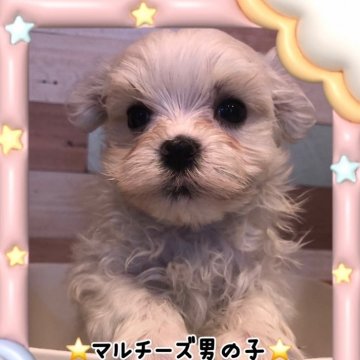 とても珍しい 仔犬の伊万里