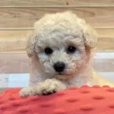 トイプードル(トイ)