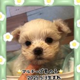 マルチーズ