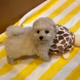 トイプードル(トイ)