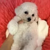 トイプードル(トイ)