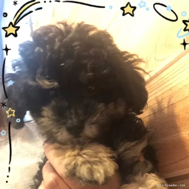PINONO 様のお迎えした子犬