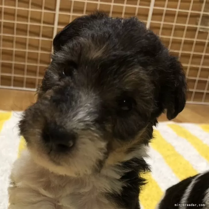 ID：2409-00557の子犬