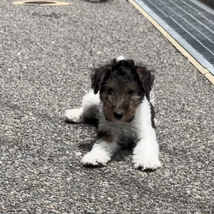ID：2404-01604の子犬