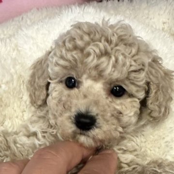 トイプードル(トイ)【佐賀県・男の子・2024年9月9日・ペールフォーン】の写真「550g(10/30時点)の小ぶりの男の子」