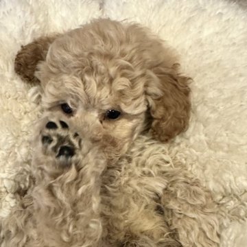 トイプードル(トイ)【佐賀県・男の子・2024年9月9日・ペールフォーン】の写真「現在550g(10／30時)
の可愛い男の子」