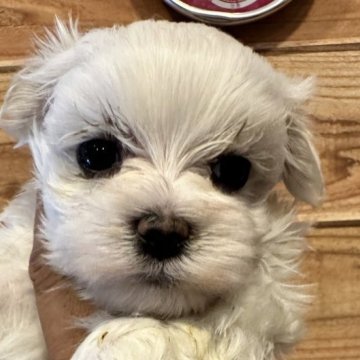 マルチーズ【佐賀県・女の子・2024年5月28日・ホワイト】の写真「性格良し、顔良しの女の子です😊」