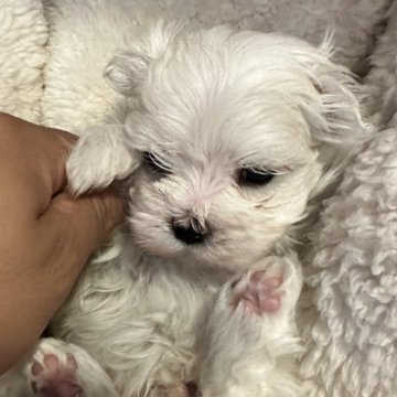 マルチーズ【佐賀県・男の子・2024年5月28日・ホワイト】の写真「クリクリお目目の男の子🤩」