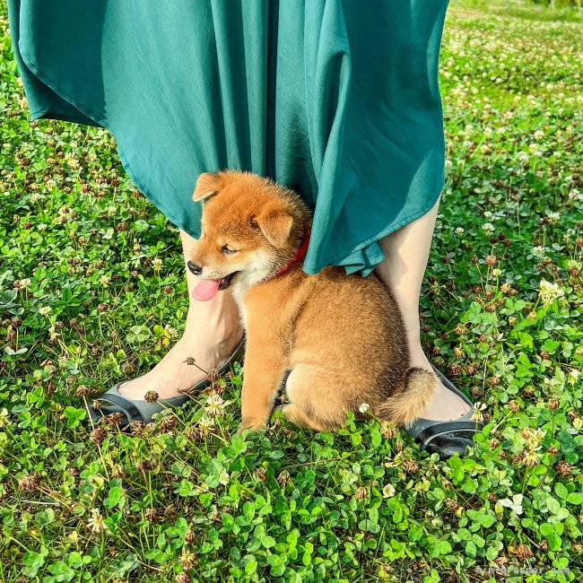 木之本　里香(きのもと　りか)ブリーダー(愛知県・柴犬など・JKC/日本犬保存会登録)の紹介写真1