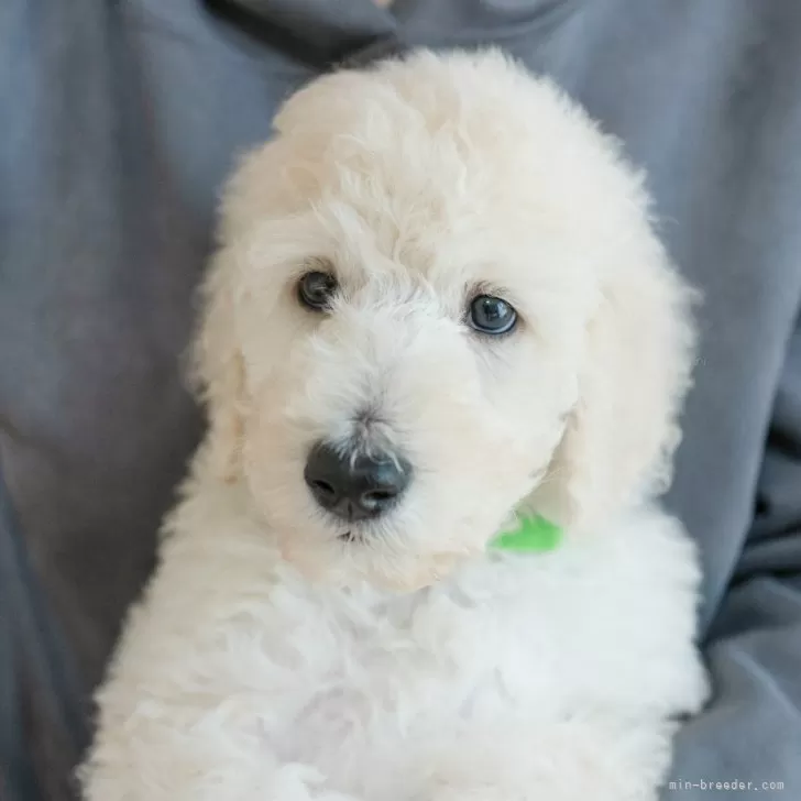 ID：2401-06813の子犬