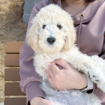 スタンダードプードル【愛知県・女の子・2023年12月9日・ホワイト系】の写真「明るく人懐こい女の子！」