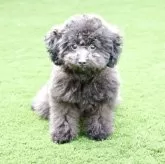 タイニープードル