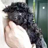 タイニープードル