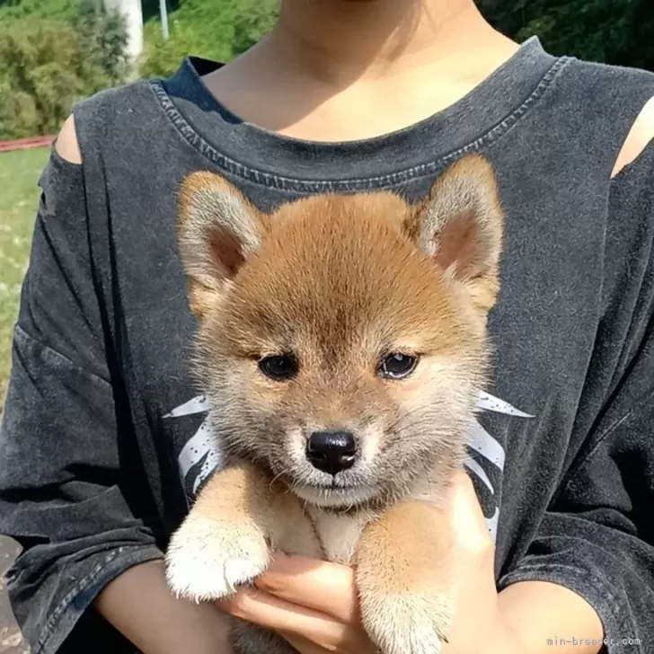 ちーちゃん 様のお迎えした子犬
