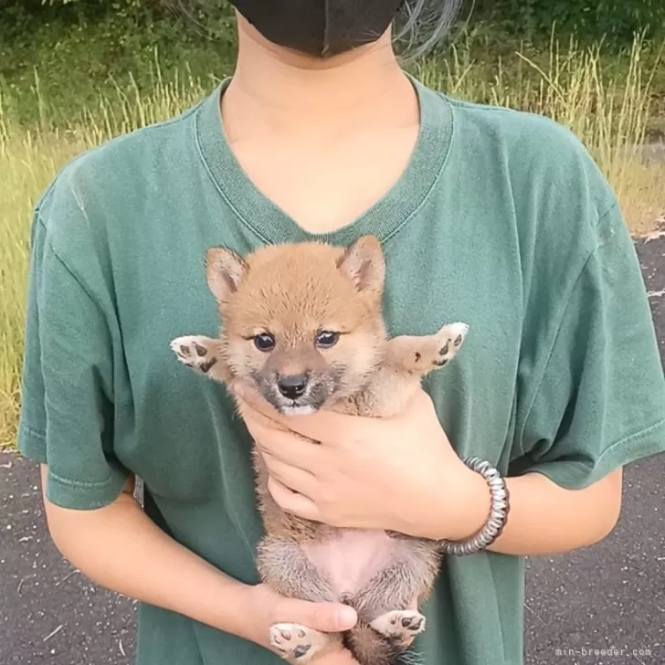 A.I. 様のお迎えした子犬