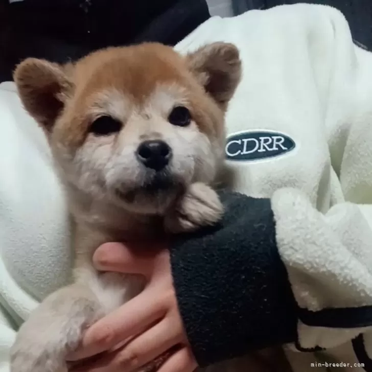 ID:2411-06061の子犬