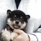 柴犬(標準サイズ)