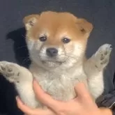 柴犬(標準サイズ)
