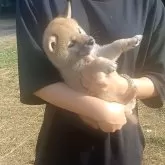 柴犬(標準サイズ)