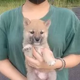 柴犬(標準サイズ)