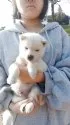 紀州犬【岐阜県・男の子・2025年1月31日・キレイな白ですよ☺️】の写真3「幼いながらも紀州犬らしさがしっかりと表現されてますよ☺️」