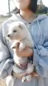 紀州犬【岐阜県・男の子・2025年1月31日・キレイな白ですよ☺️】の写真5