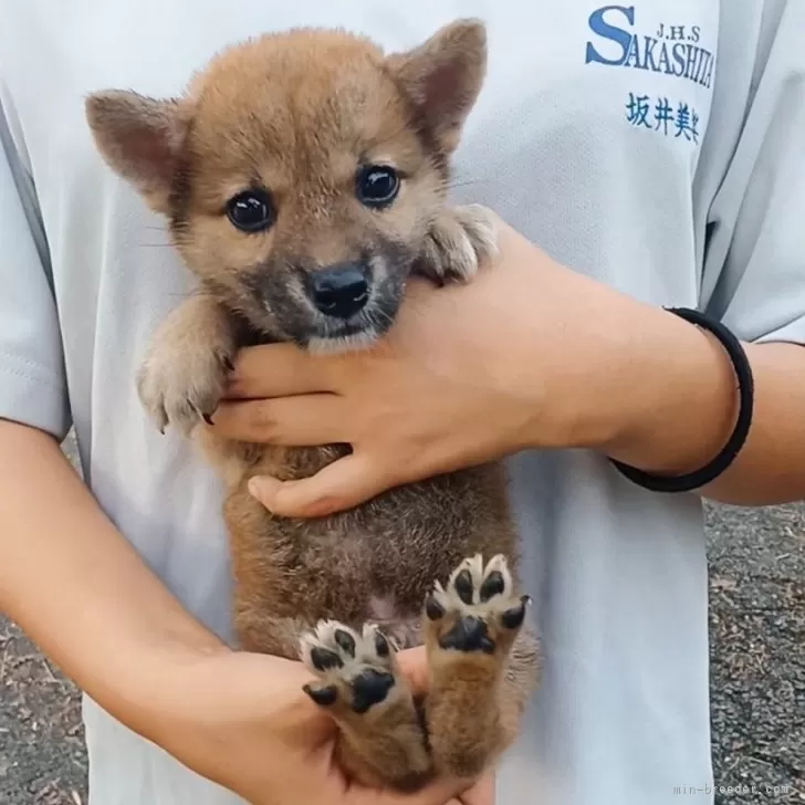 ID:2408-07037の子犬