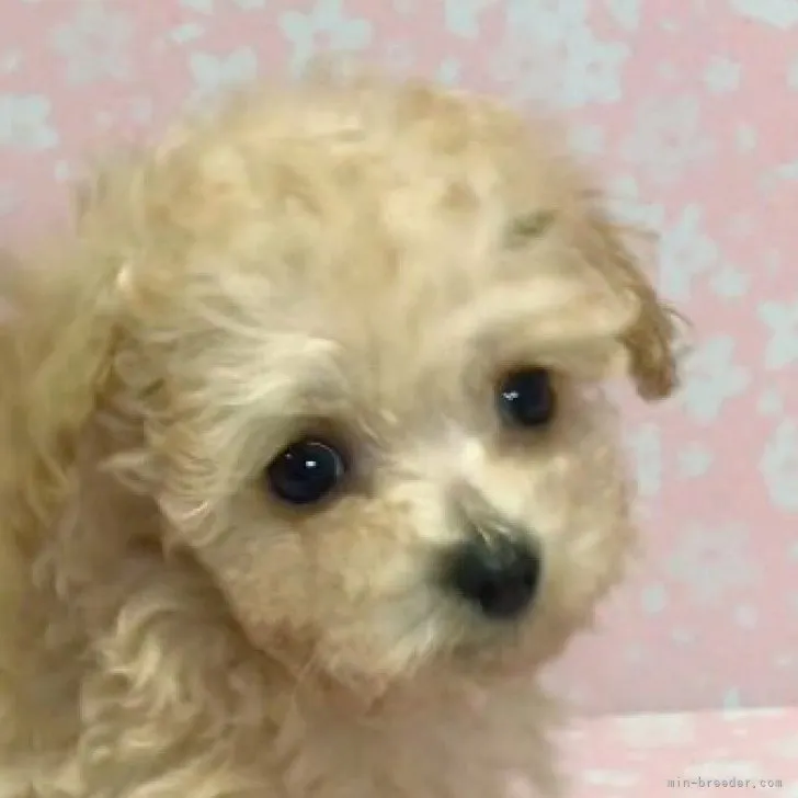 ID：2310-03480の子犬