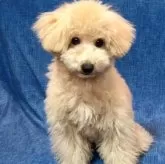 トイプードル(トイ)【山口県・男の子・2023年9月2日・アプリコット】の写真2