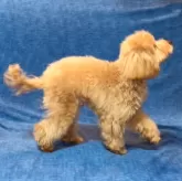 タイニープードル【山口県・男の子・2023年8月28日・アプリコット】の写真2