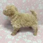 タイニープードル【山口県・女の子・2023年8月28日・アプリコット】の写真2