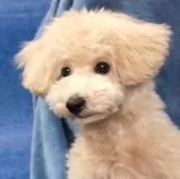 トイプードル(トイ)【山口県・男の子・2023年9月2日・アプリコット】の写真3