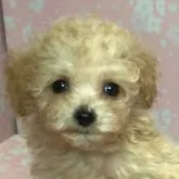 タイニープードル【山口県・女の子・2023年8月28日・アプリコット】の写真4