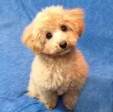 タイニープードル【山口県・男の子・2023年8月28日・アプリコット】の写真5