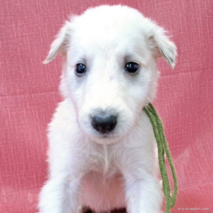 ブリーダー画像