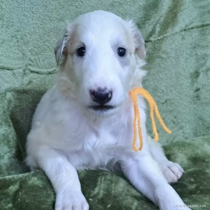 ID:2508-04311の子犬