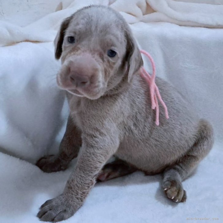 ブリーダー画像