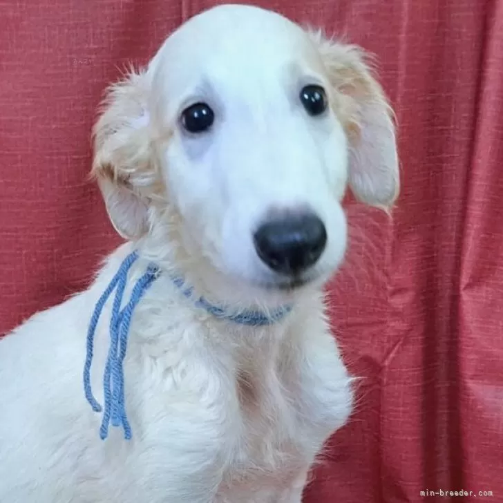 ID:2508-02299の子犬