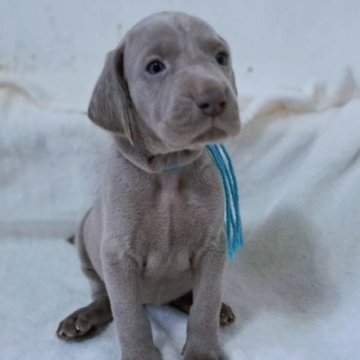 ワイマラナー【山梨県・女の子・2025年10月12日・シルバーグレー】の写真「とても可愛らしい女の子🐶」