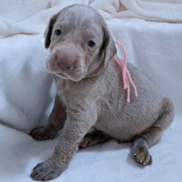 ワイマラナー【山梨県・男の子・2025年10月12日・シルバーグレー】の写真「大きな体の男の子🐶」