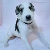 ボルゾイ