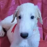 ボルゾイ