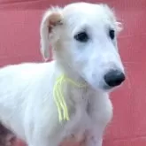 ボルゾイ