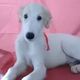 ボルゾイ