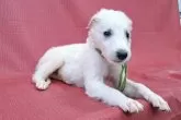 ボルゾイ【山梨県・男の子・2025年9月4日・ホワイト&クリーム】の写真4