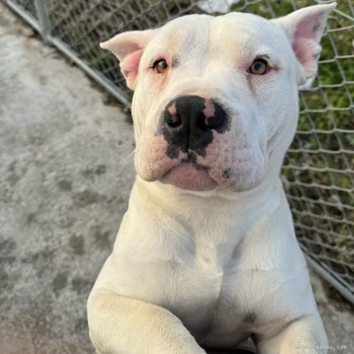 ID：2309-05351の子犬