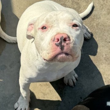 アメリカンブリー【鹿児島県・女の子・2023年3月19日・ホワイト】の写真「甘えん坊ちゃんです♪」